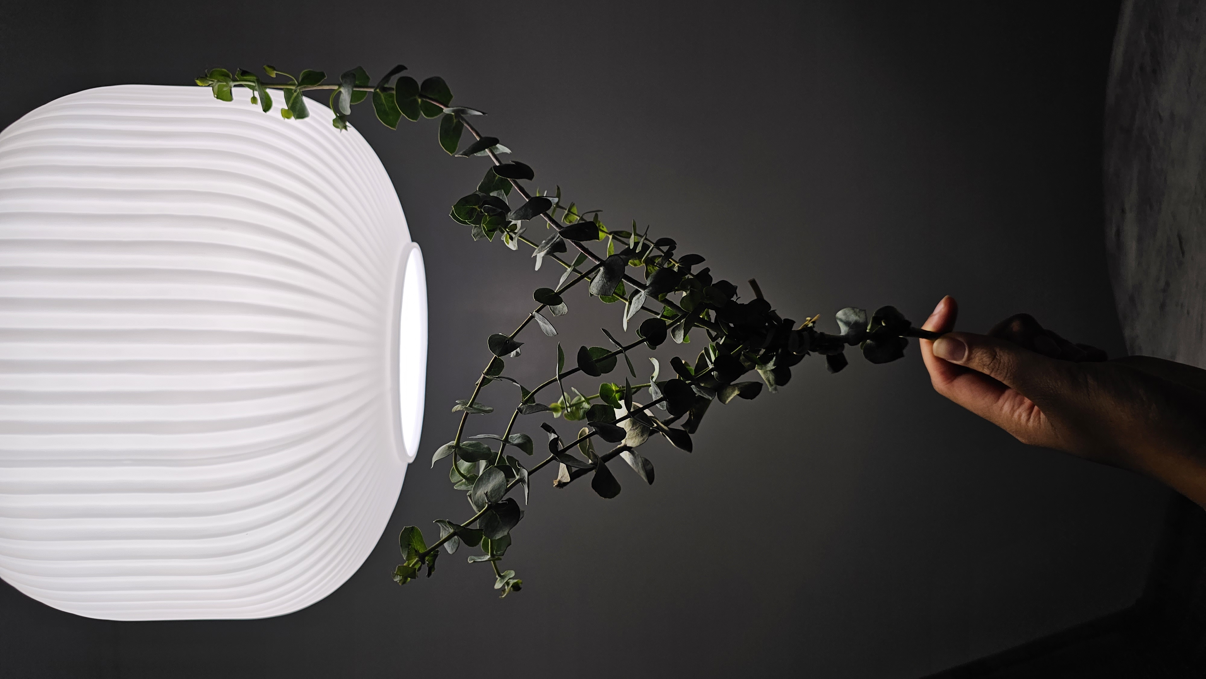 Fluted glass pendant light above a hand holding a trailing eucalyptus branch